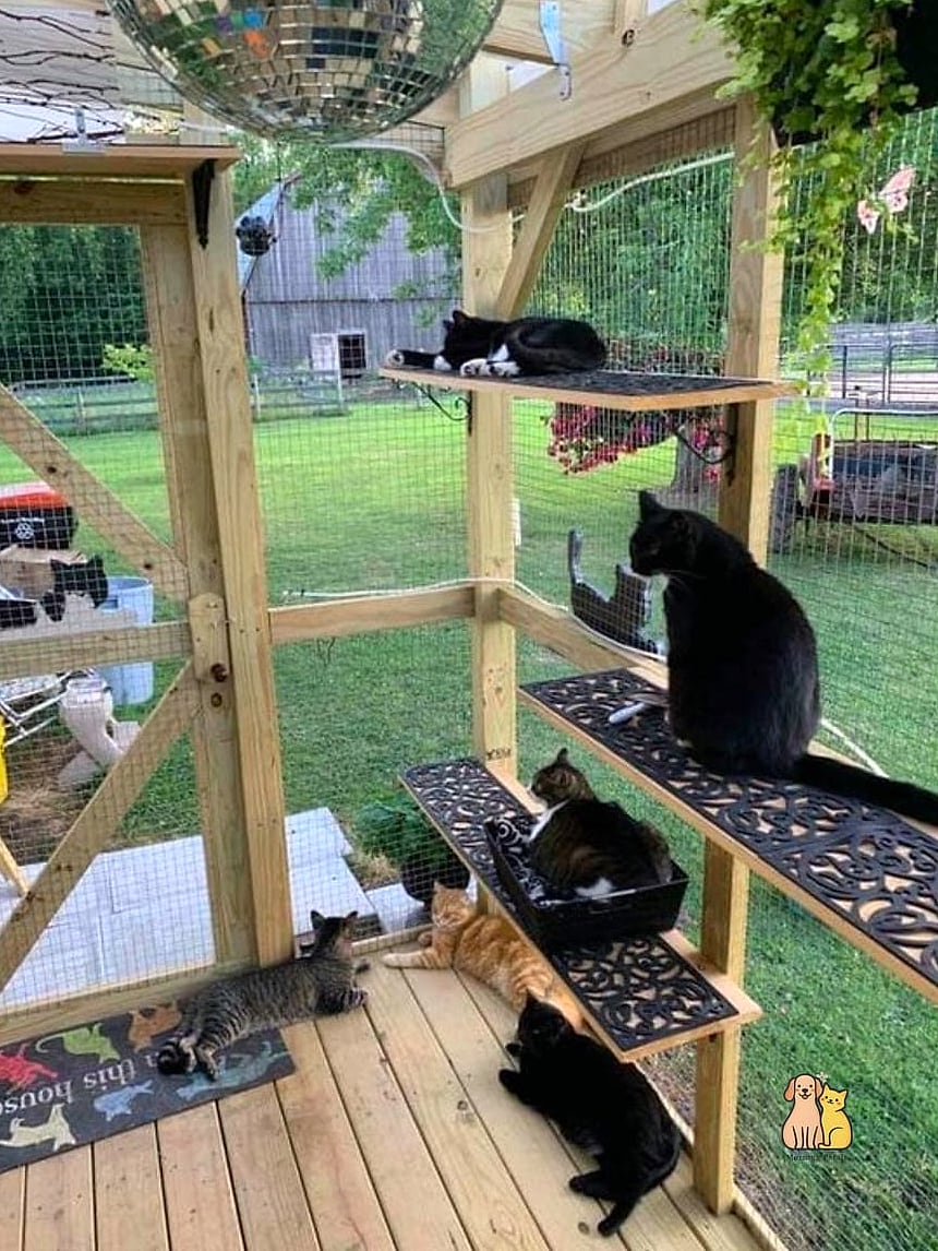 The Classic Catio Enclosure