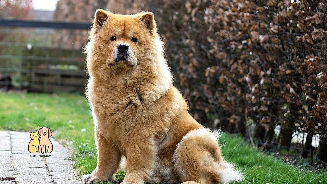 15 Gorgeous Chow Chow Puppies That Prove Pets Are the Best 2 The Classic Fluffy Golden Chow Chow Puppy