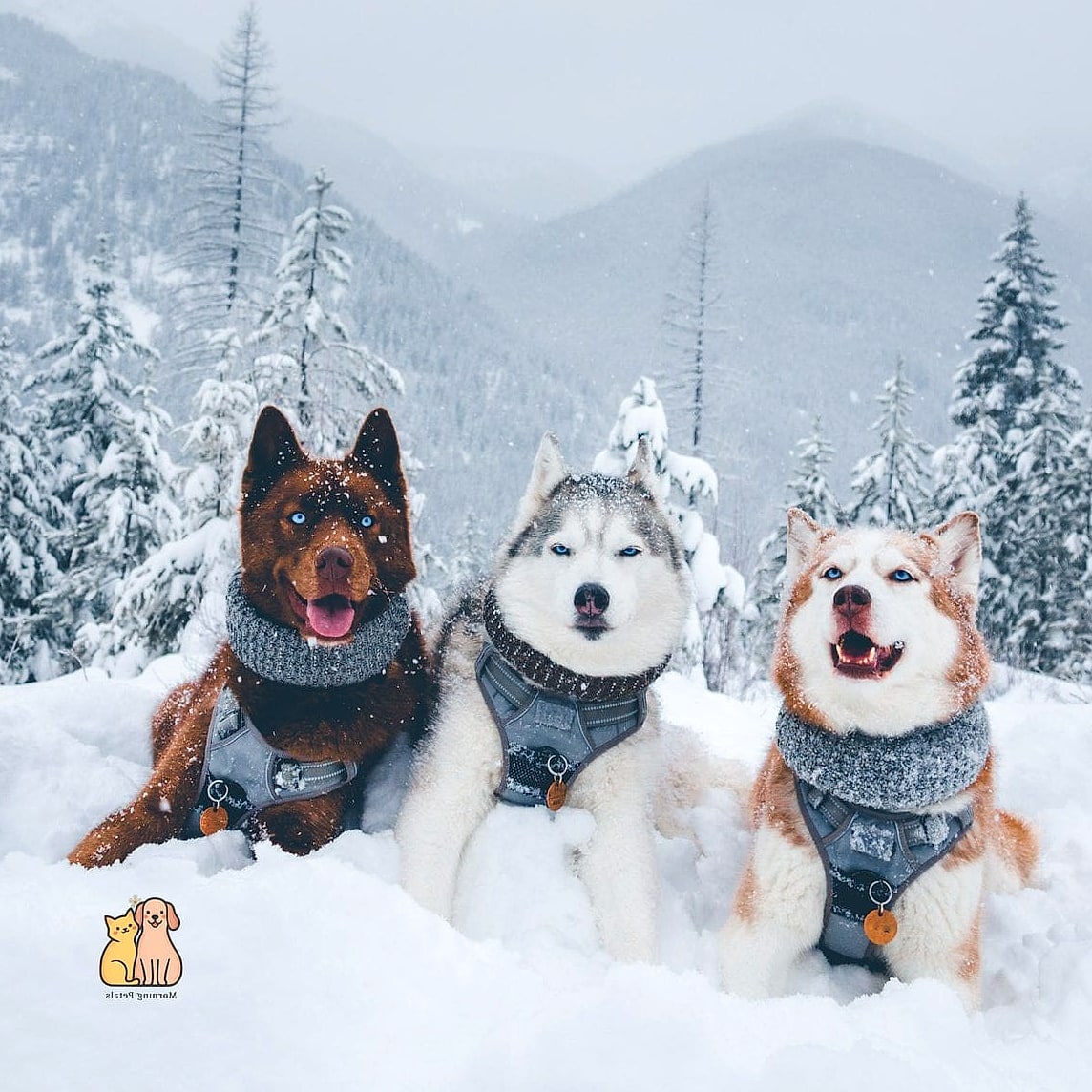 The Classic A-Frame Insulated Cabin