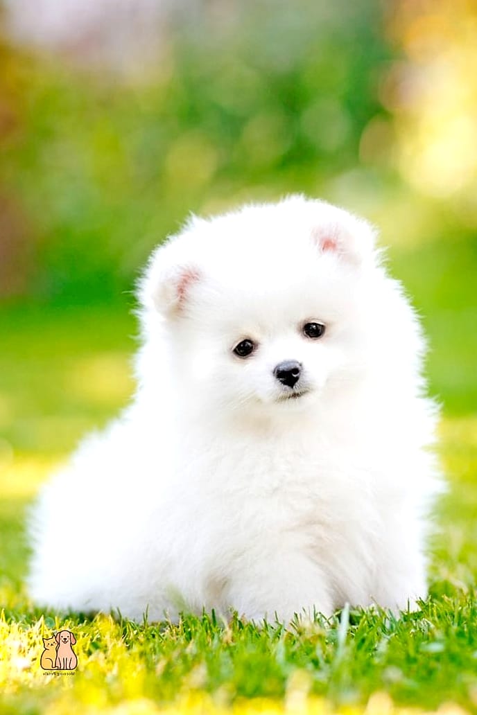 21 Adorable Dog Stung By Bee Guaranteed to Make You Smile 3 The Classic Puffy Puppy Face