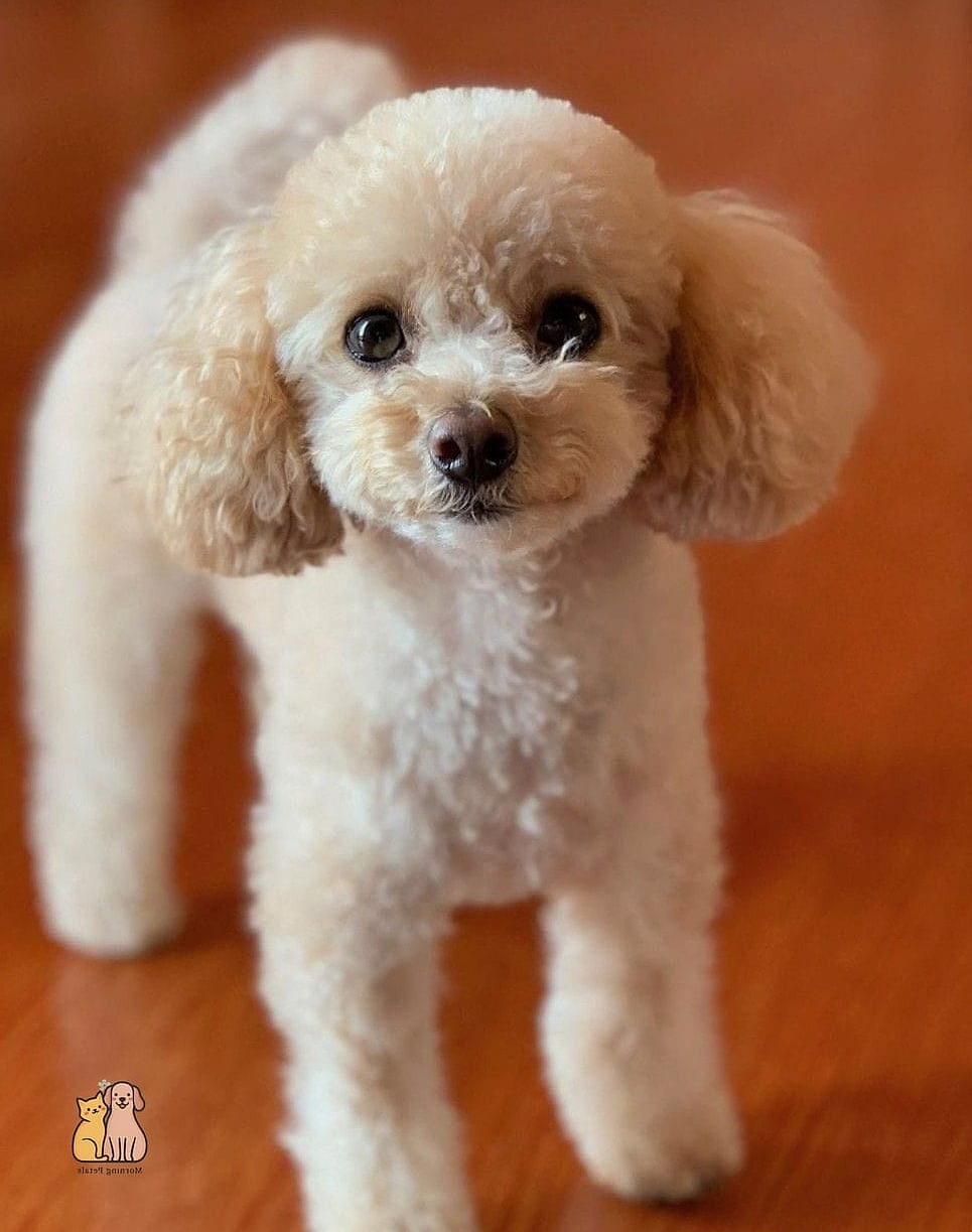 The Classic Puppy Cut