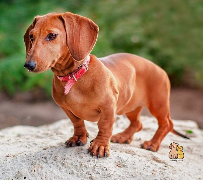 40 Adorable Wiener Dogs That Will Make Your Day 2 The Classic Red Smooth-Coat Dachshund