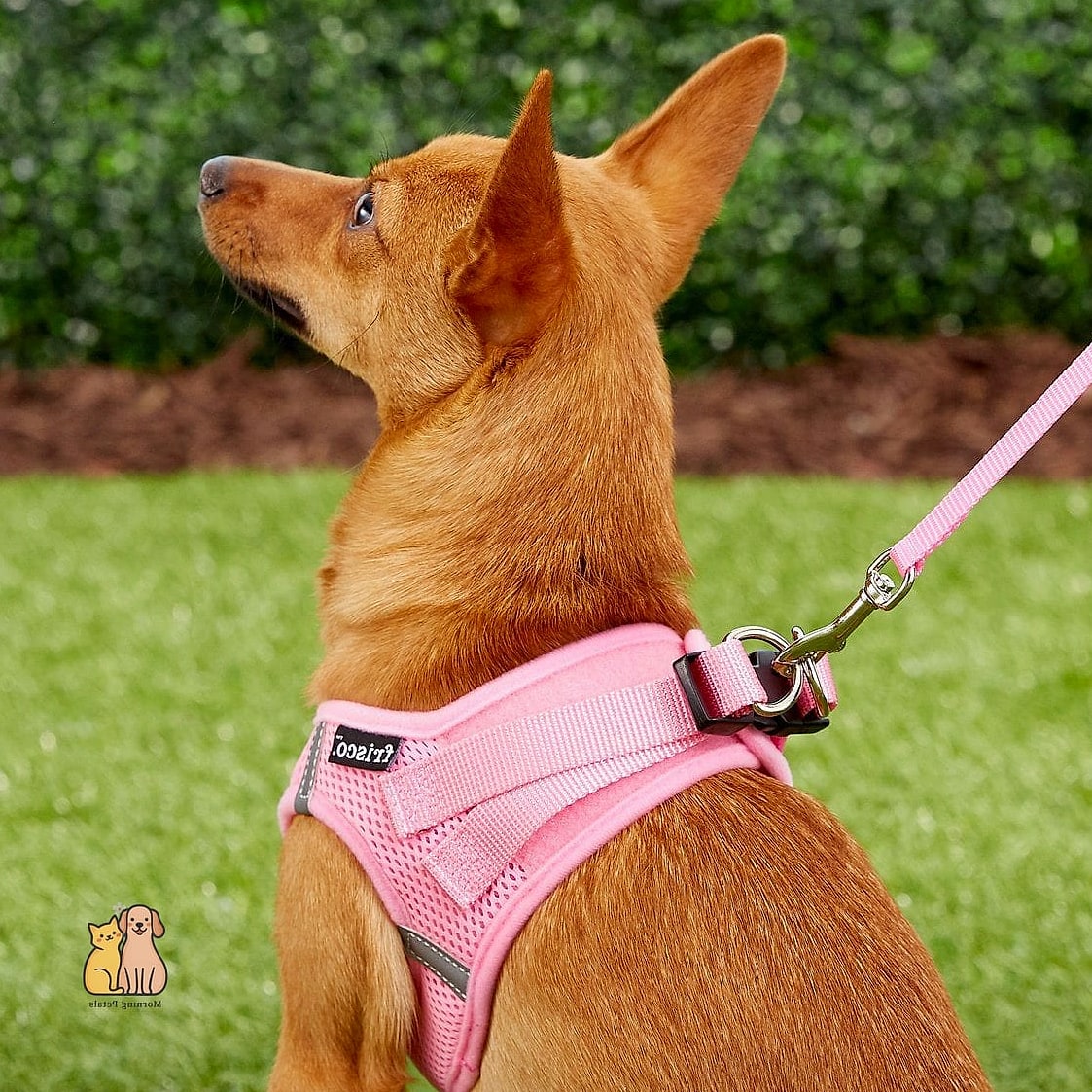 The Classic Step-In Harness