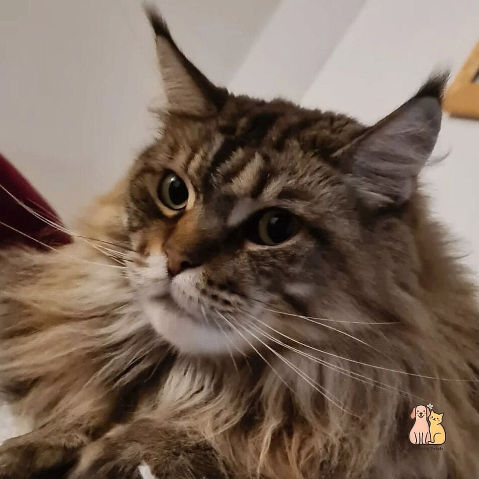 The Classic Tabby Coat in Full Glory