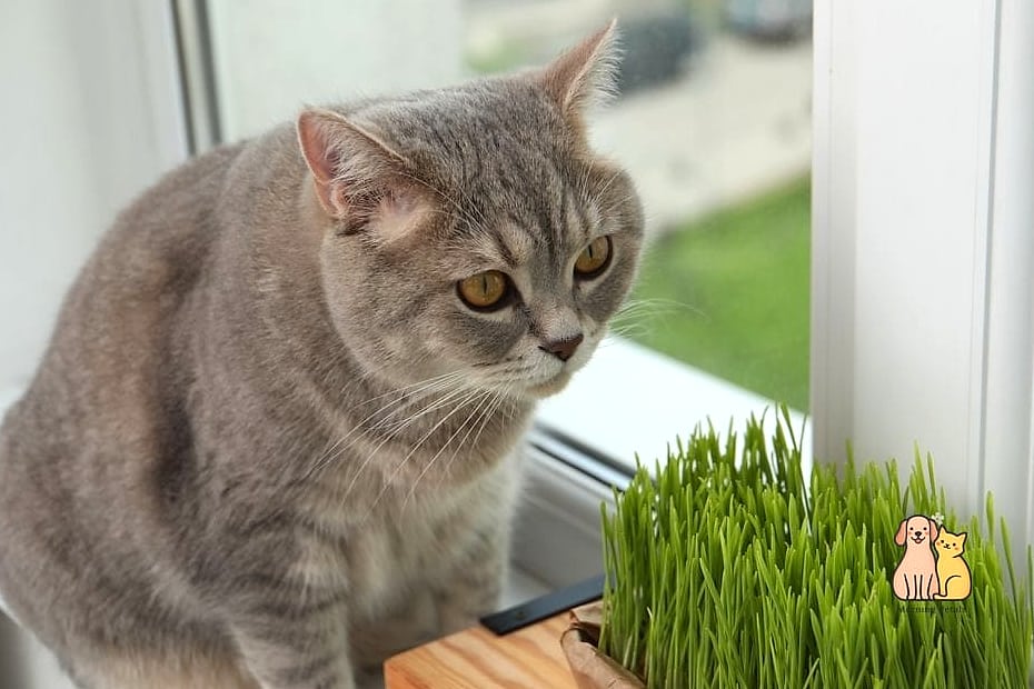 15 Gorgeous Cat Grass For Indoor Cats That Are Too Cute to Handle 2 The Classic Wheatgrass Windowsill Tray