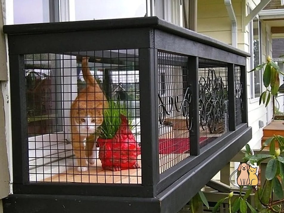 The Classic Window Box Catio