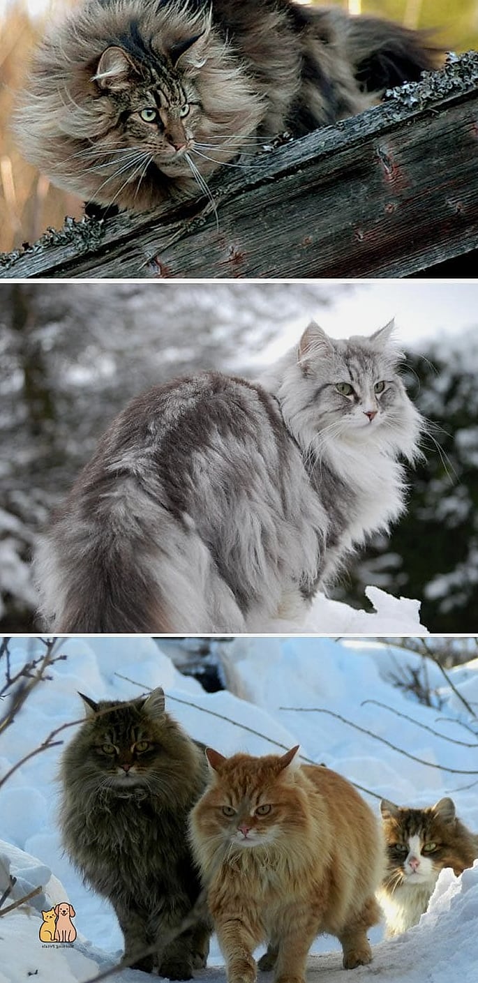 A Coat That Changes With the Seasons