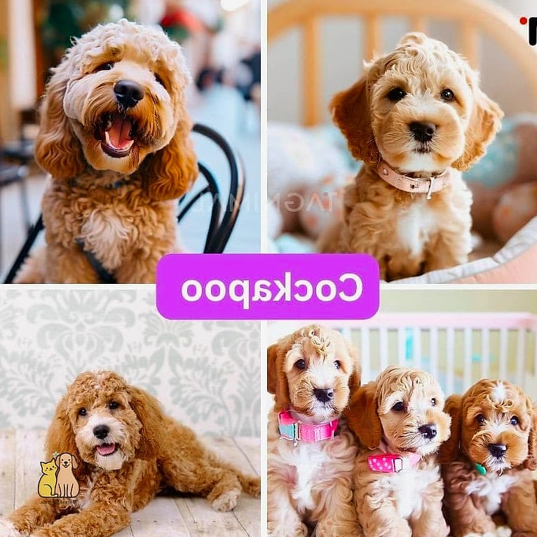 45 Cute Dogs That Dont Shed That Will Restore Your Faith in the World 43 Cockapoo