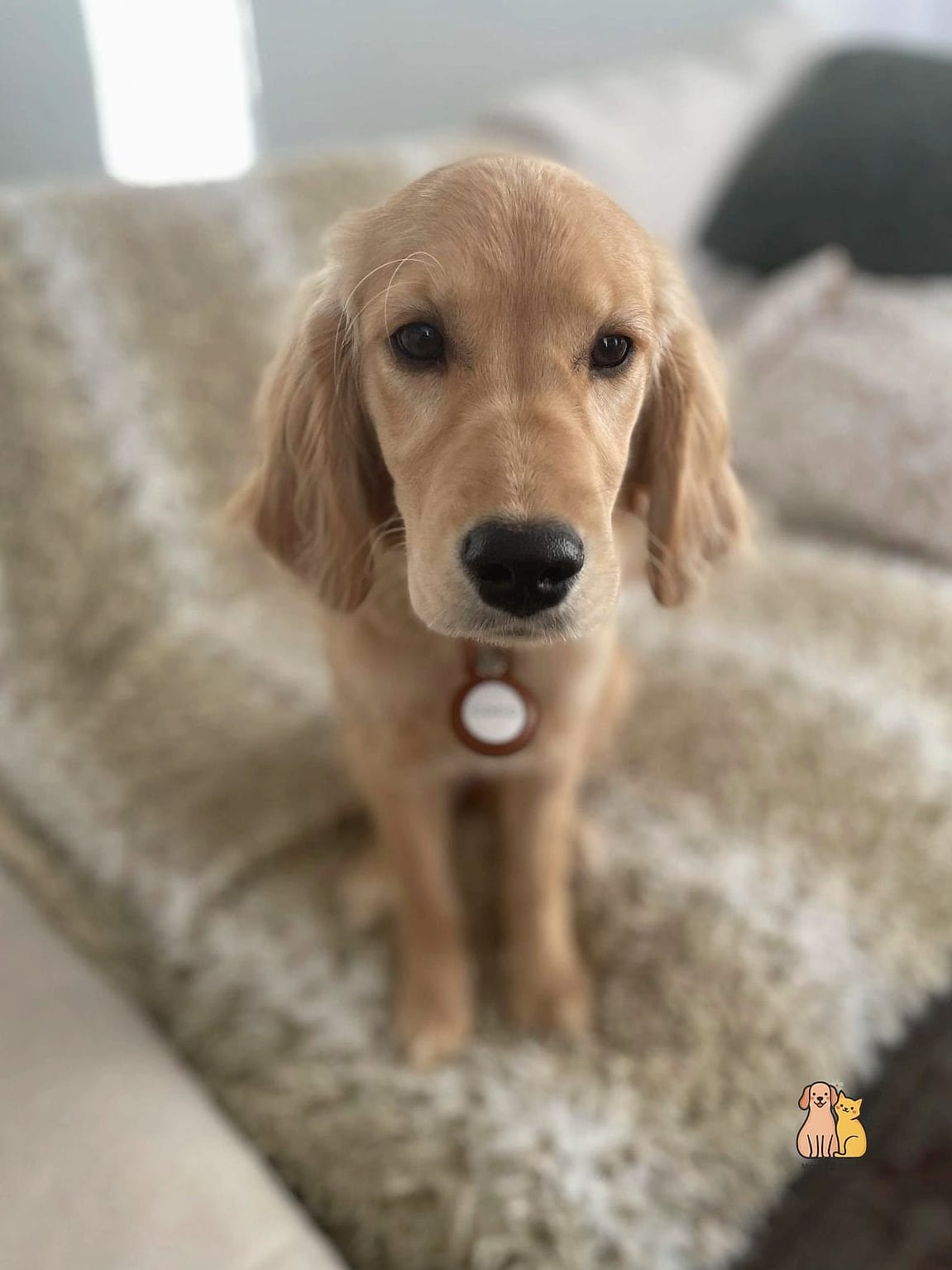 The Golden Retriever Names: Everything You Need to Know 18 Coco