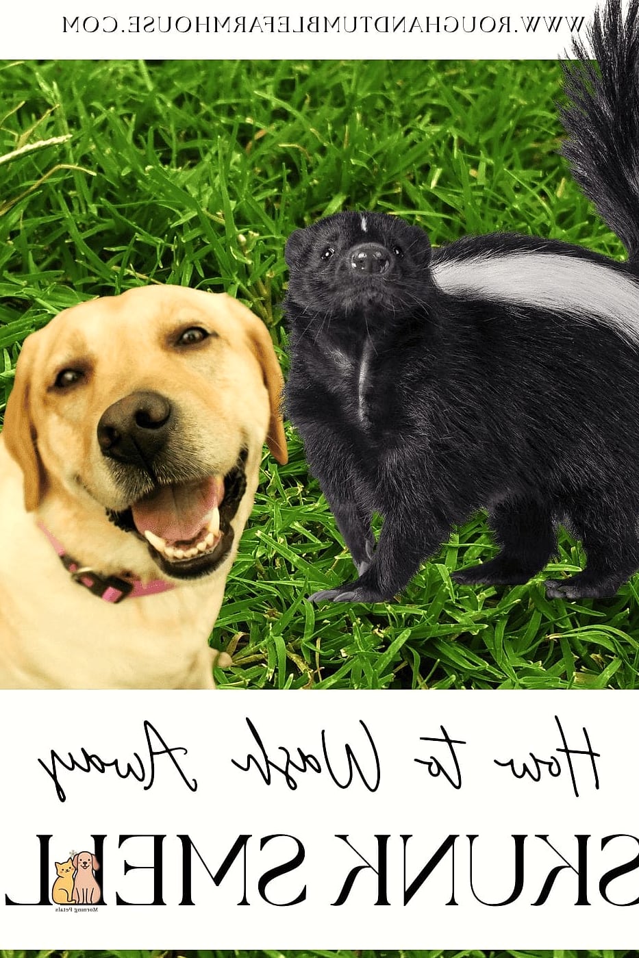 20 Stunning Skunk Smell Out Of Dog Guaranteed to Make You Smile 13 Consider Your Dog's Skin After Cleaning