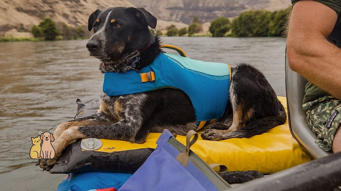 The Convertible Harness-Vest Combo