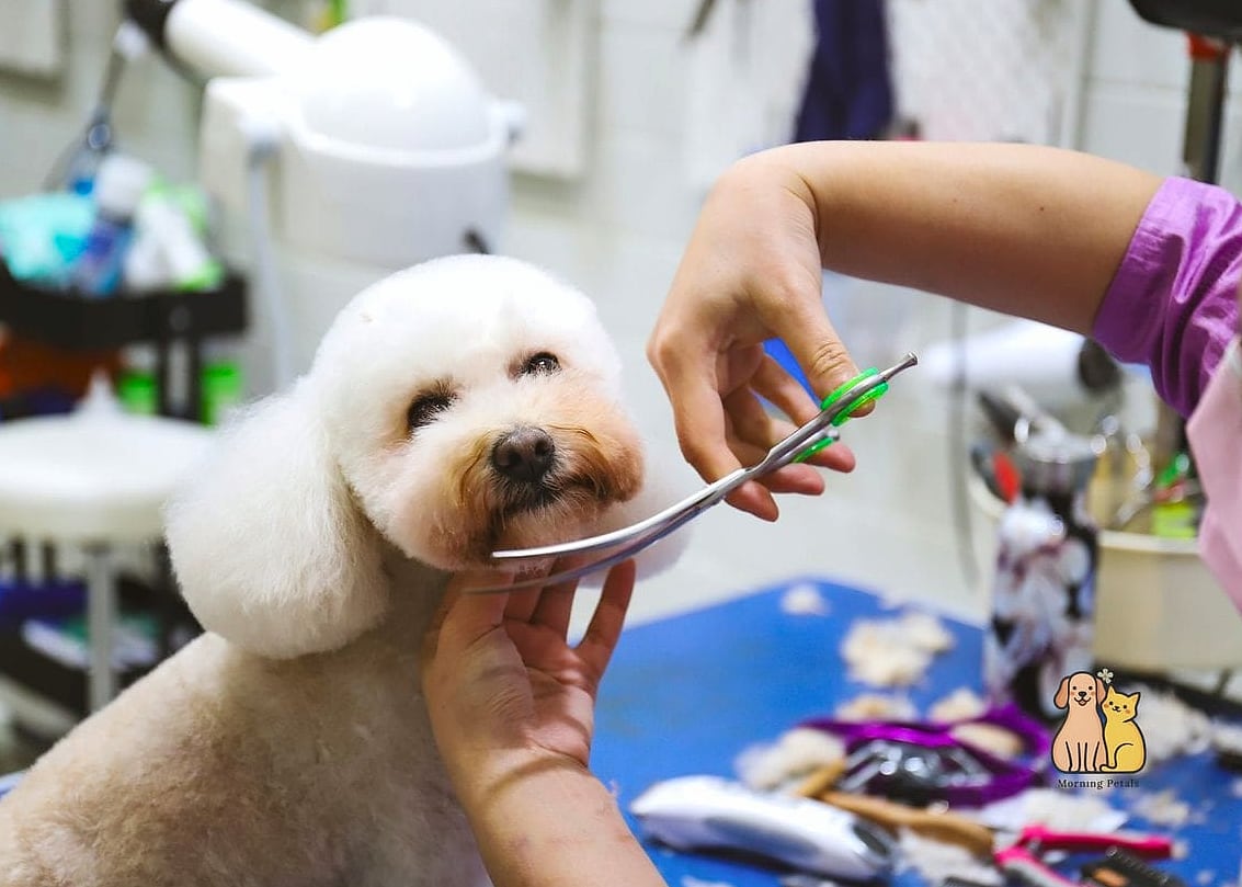 20 Stunning Dog Grooming Scissors You Need in Your Life Right Now 10 Convex Edge Blending Shears