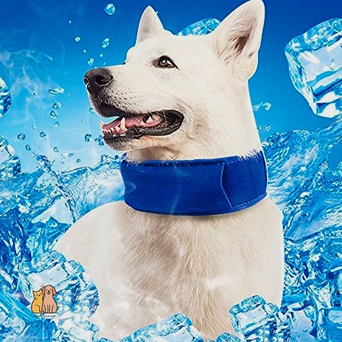 20 Stunning Aesthetic Dog Bed Guaranteed to Make You Smile 13 The Cooling Gel Dog Bed