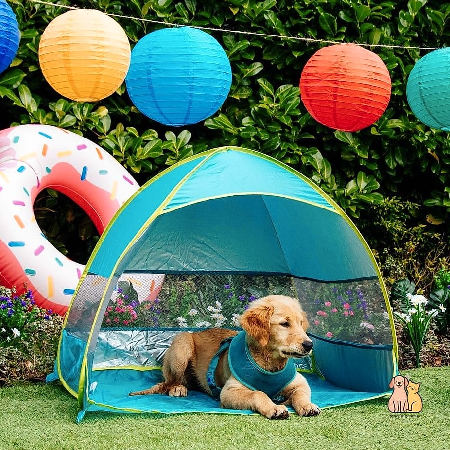 The Cooling Summer Dog Bed
