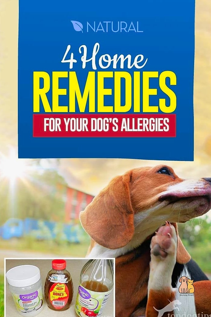 15 Gorgeous Dog Remedies That Prove Pets Are the Best 13 Cooling Treats for Hot Weather