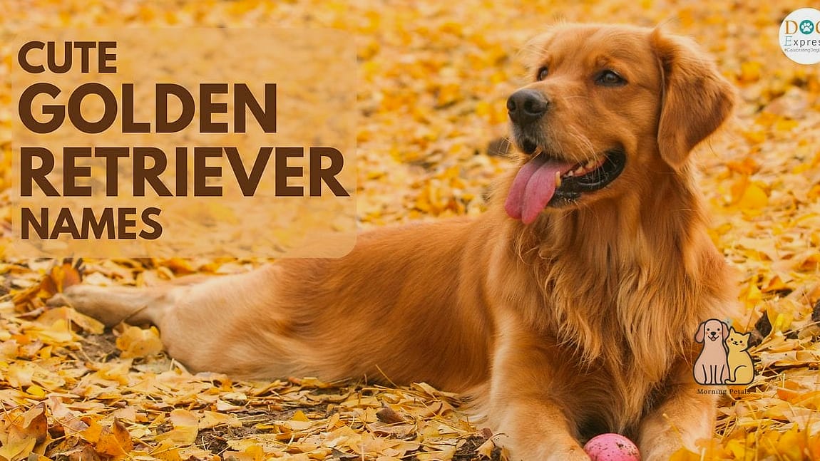 The Golden Retriever Names: Everything You Need to Know 4 Cooper