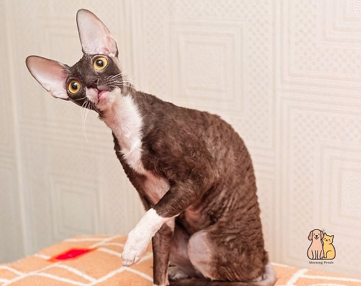 The Cornish Rex Speedster