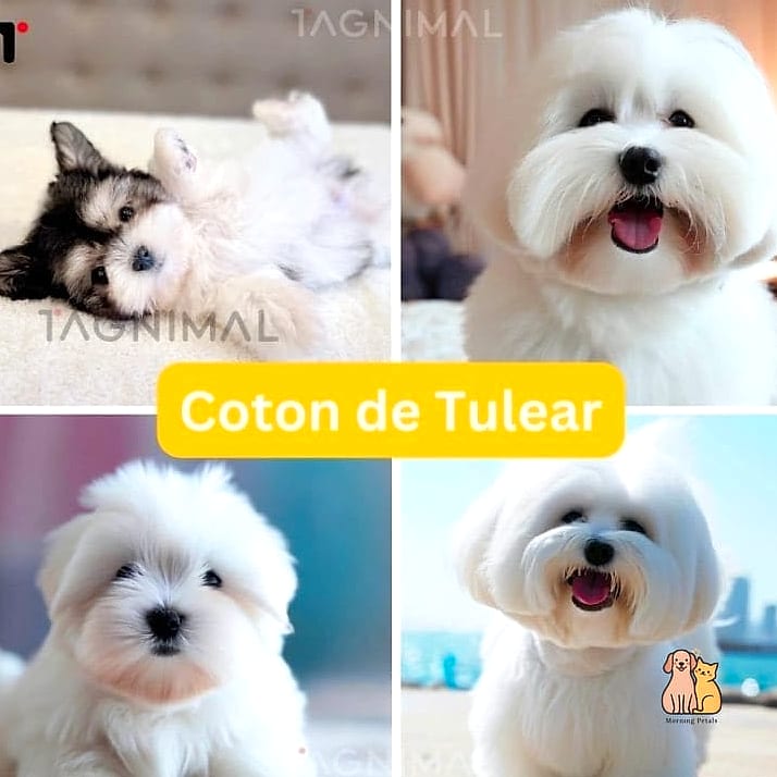 45 Cute Dogs That Dont Shed That Will Restore Your Faith in the World 16 Coton de Tulear