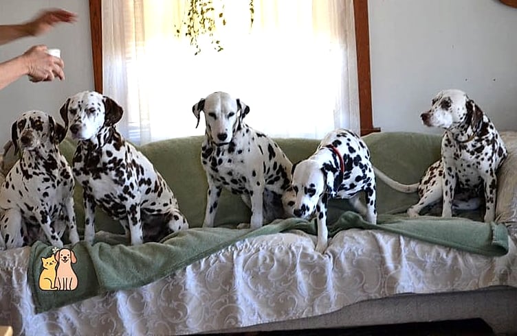 30 Incredible Dalmatian Puppies You Need in Your Life Right Now 6 The Couch Potato in Disguise