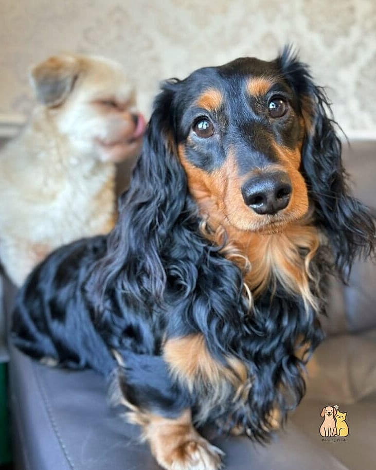40 Adorable Wiener Dogs That Will Make Your Day 38 The Cozy Apartment Resident