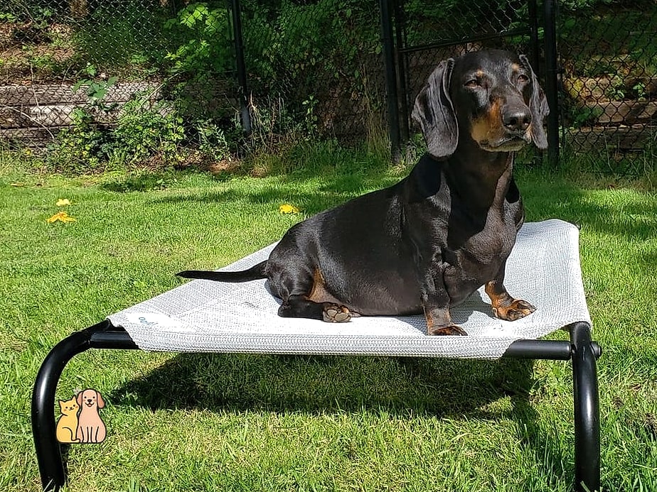 40 Adorable Wiener Dogs That Will Make Your Day 26 The Cozy Bed Lounger