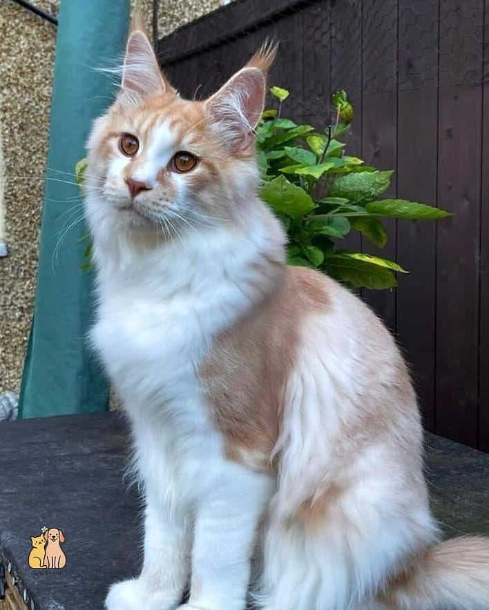 Cream Tabby Coats That Look Almost Peachy in Warm Light