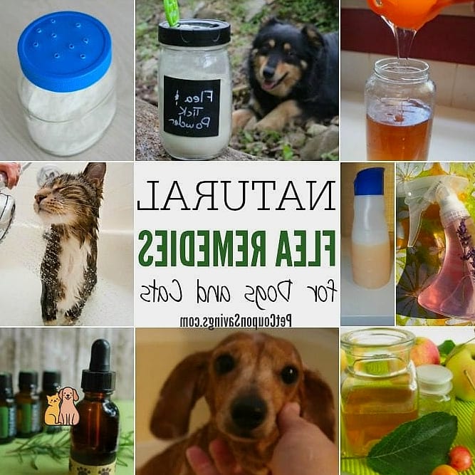 25 Amazing Flea Remedy For Dogs That Prove Pets Are the Best 9 Creating a Flea-Free Outdoor Area