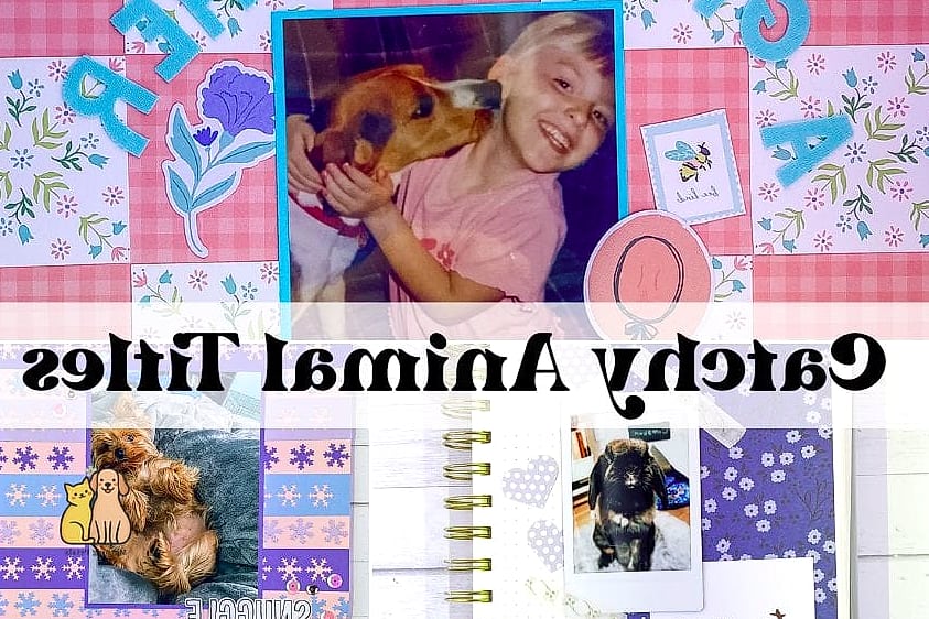 Creating Pet Spaces That Feel Like Home