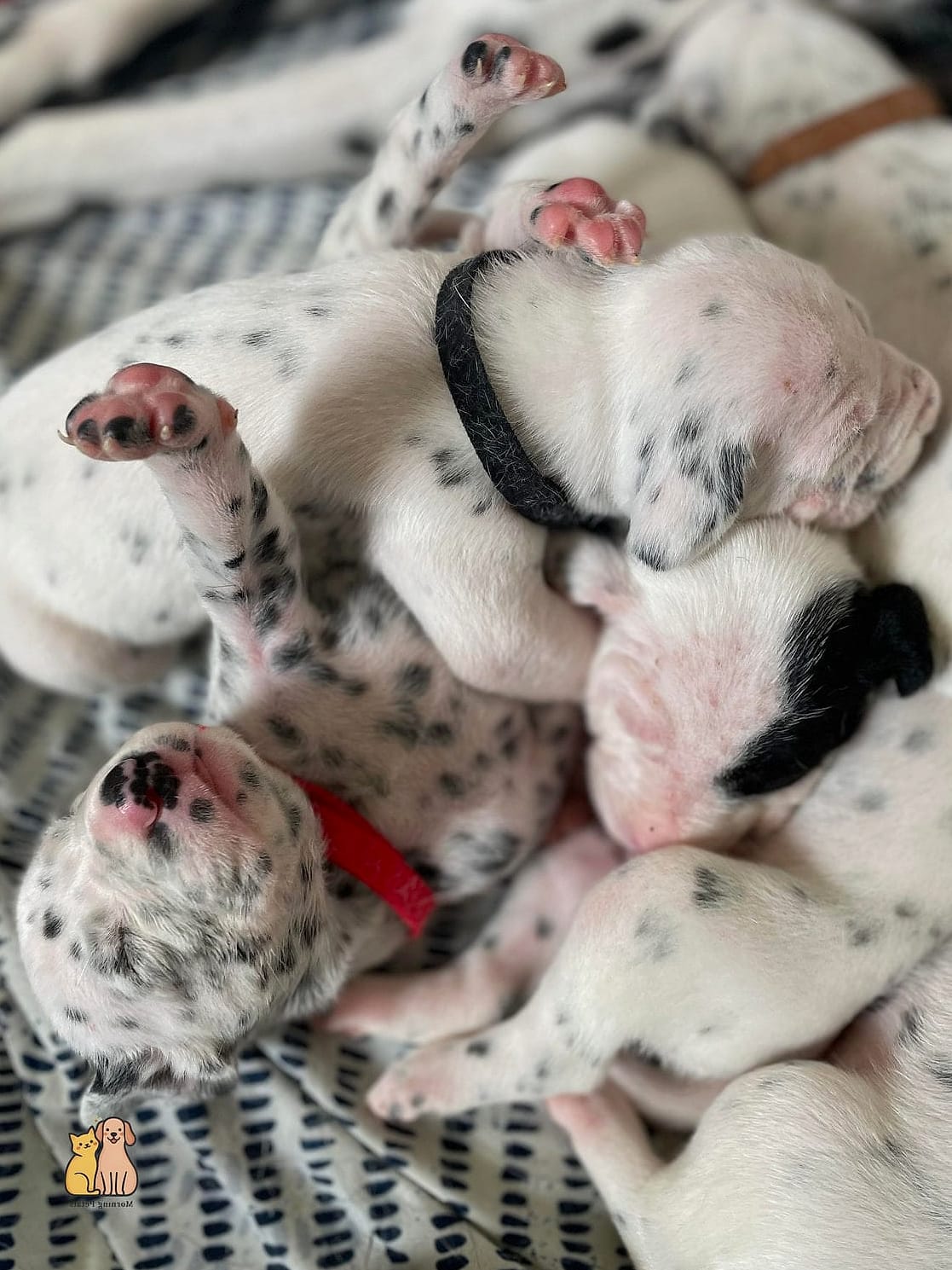 30 Incredible Dalmatian Puppies You Need in Your Life Right Now 25 The Cuddle-Then-Chaos Pup