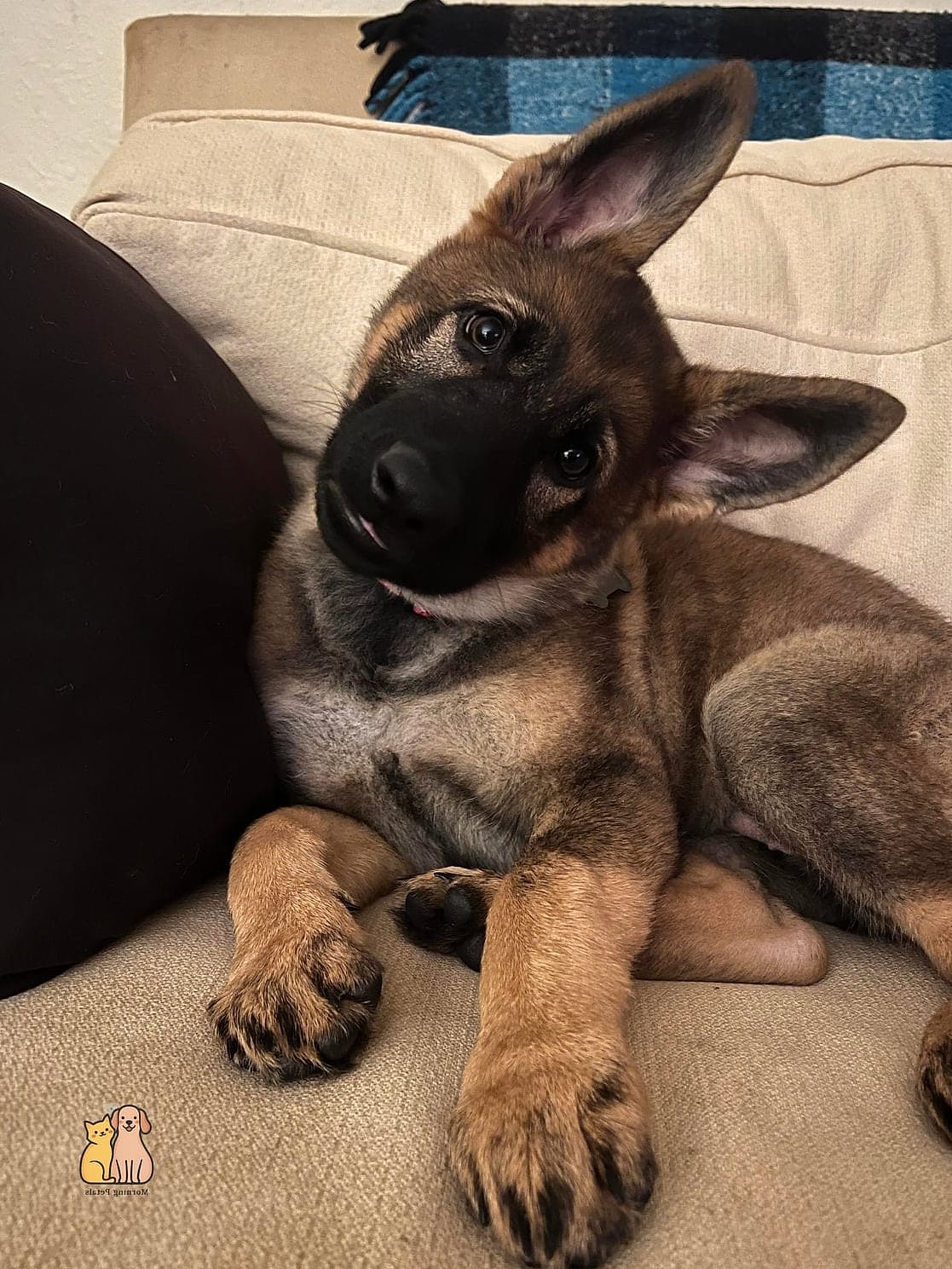 21 Adorable Dog Stung By Bee Guaranteed to Make You Smile 4 The Curious Puppy Who Learned a Lesson