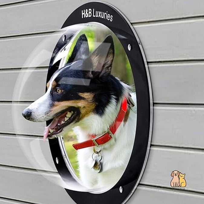 40 Adorable Wiener Dogs That Will Make Your Day 29 The Curious Window Watcher