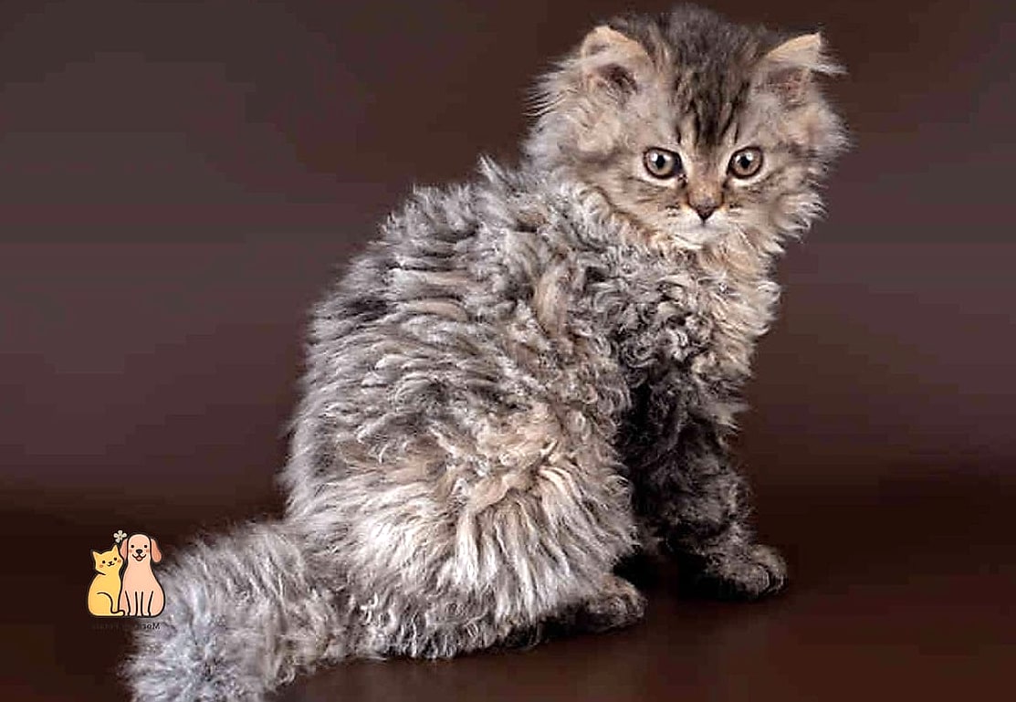 The Curly-Coated Selkirk Rex