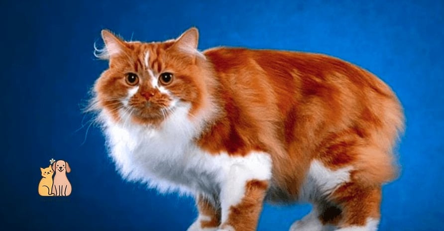 The Cymric's Fluffy Manx Cousin