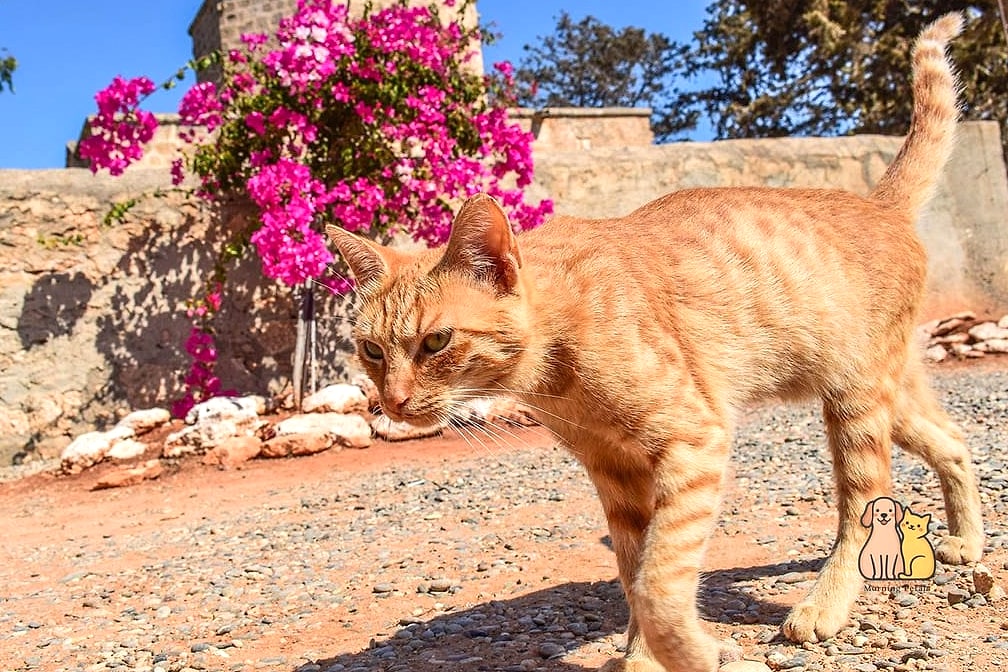 The Cyprus Cat's Ancient Roots