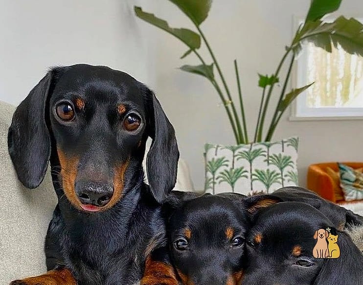 Dachshund