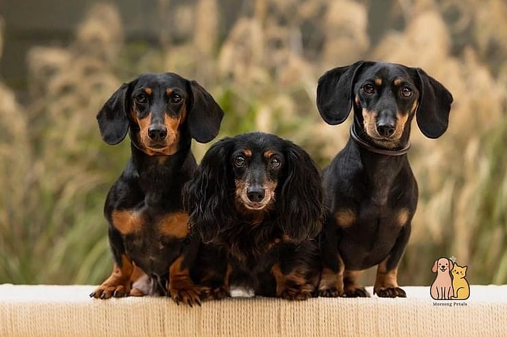 Dachshund