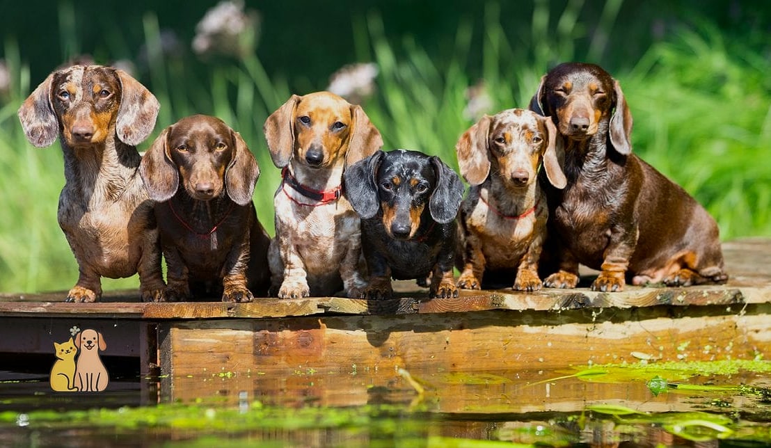 Dachshunds and Families