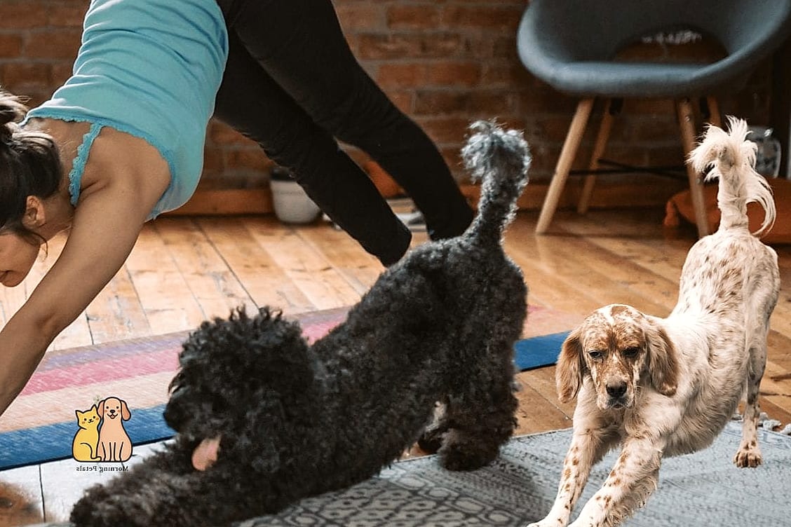 15 Gorgeous Dog Remedies That Prove Pets Are the Best 16 Daily Exercise and Outdoor Adventures