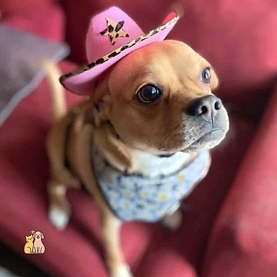 19 Country Western Dog Names That Are Totally Unique and Adorable 3 Daisy Mae