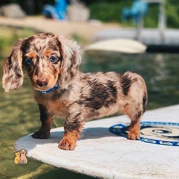 40 Adorable Wiener Dogs That Will Make Your Day 5 The Dapple Dachshund Beauty