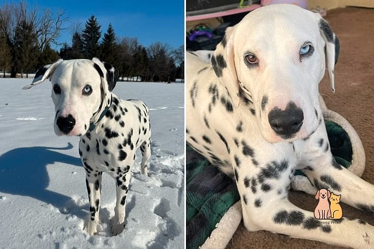 30 Incredible Dalmatian Puppies You Need in Your Life Right Now 28 The Deaf or Partially Deaf Pup