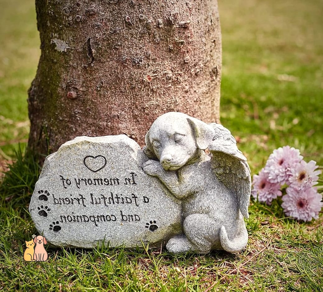 23 Perfect Dog Memorial Ideas Your Pet Will Love 15 A Dedicated Memory Box