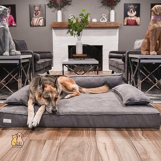 15 Gorgeous Orthopedic Dog Beds That Will Restore Your Faith in the World 12 The Designer Orthopedic Dog Bed