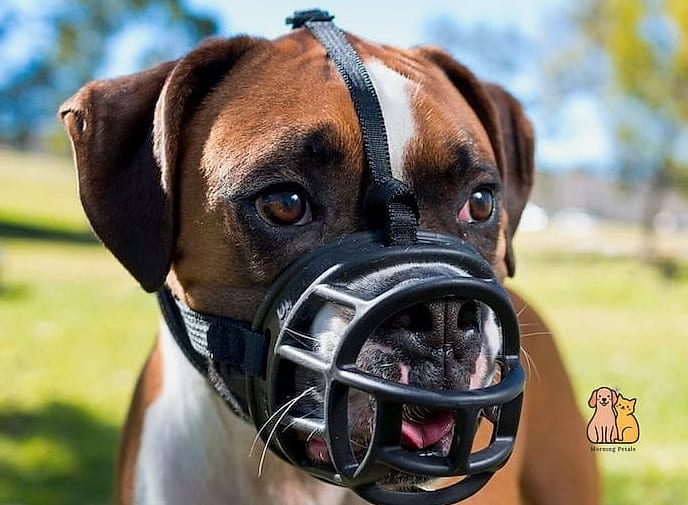 The Designer Pattern Basket Muzzle