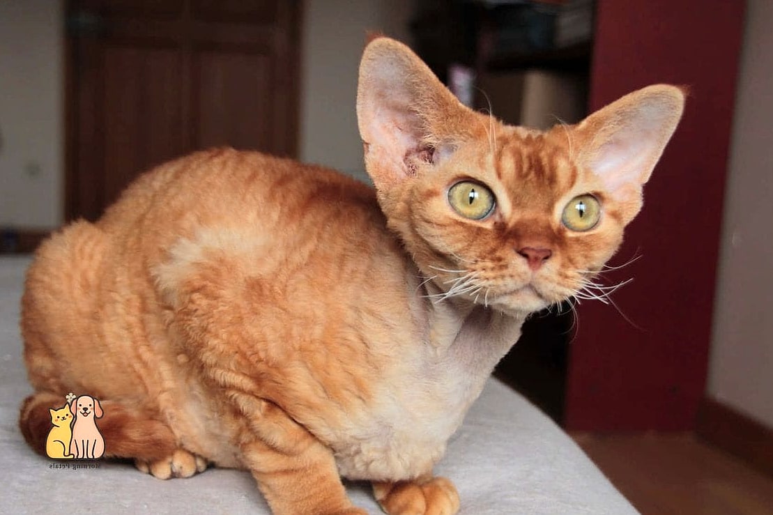 The Devon Rex