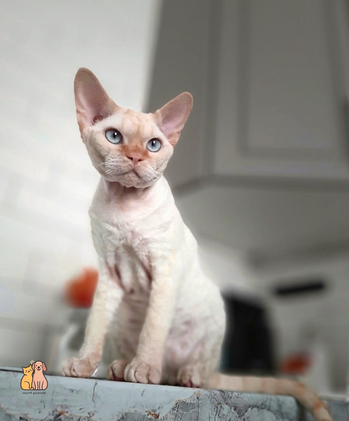 The Devon Rex