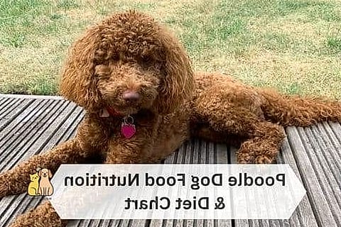 The Poodle Breed: The Ultimate Guide 5 Diet and Feeding