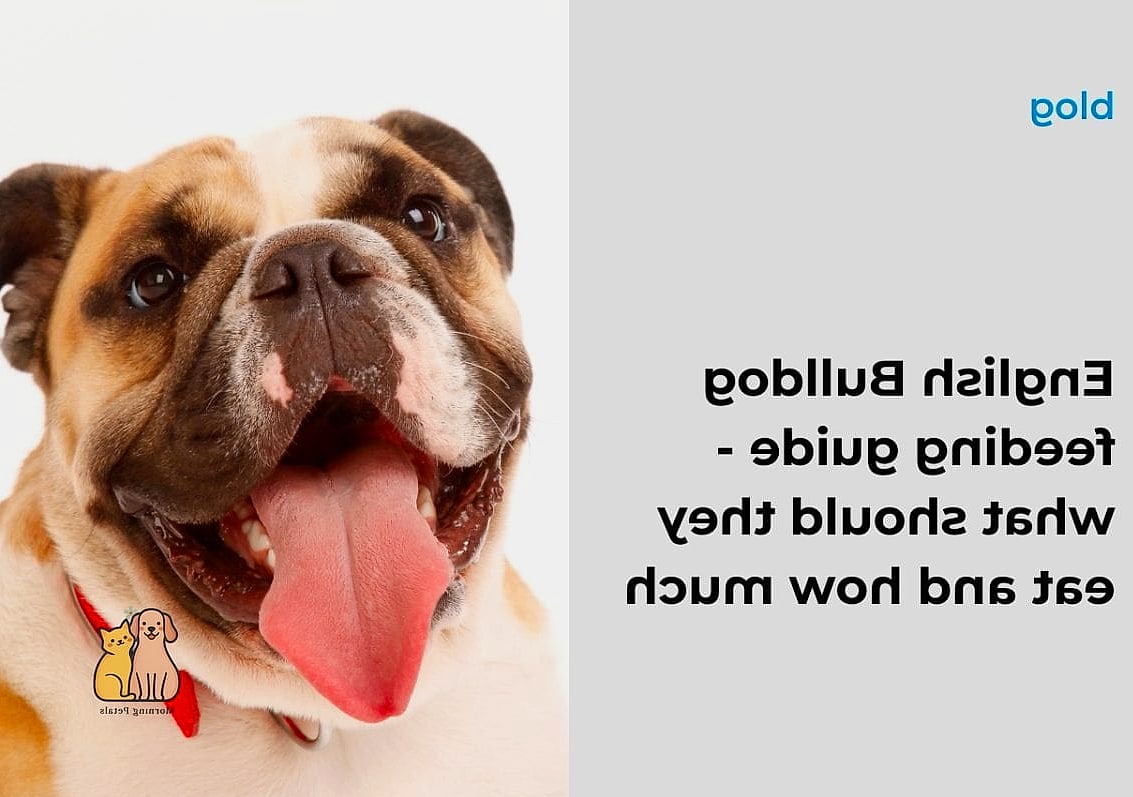 The Bulldog Breed: You Didn't Know You Needed 7 Diet and Feeding