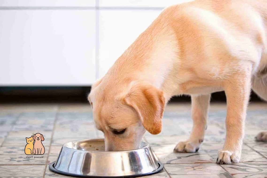 The Labrador Retriever Breed: Everything You Need to Know 7 Diet and Feeding