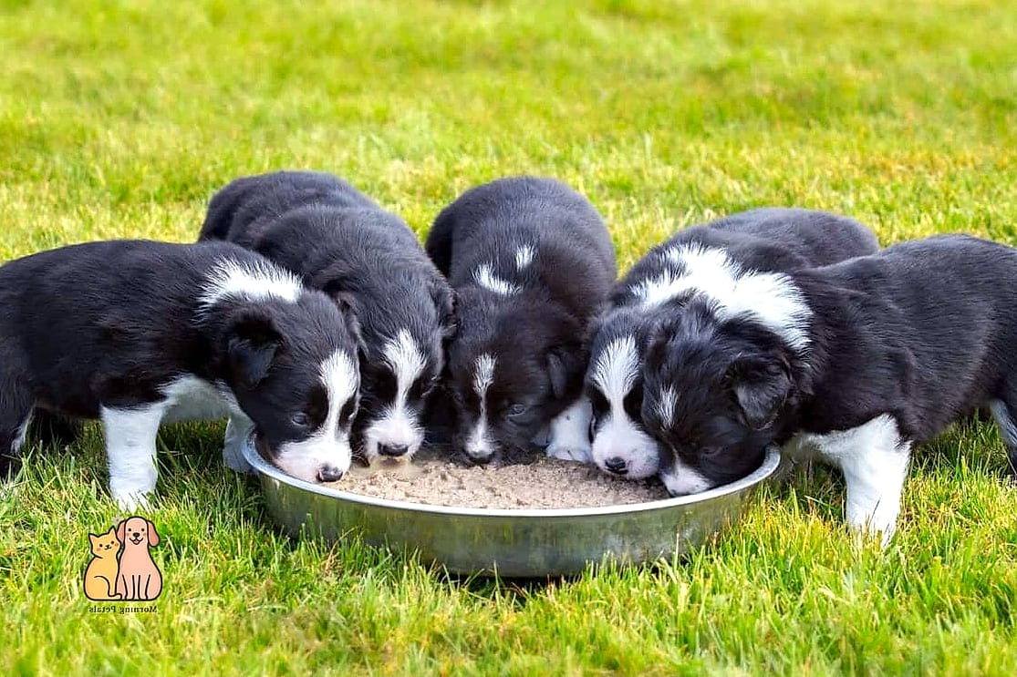 The Border Collie Breed: The Ultimate Guide 8 Diet and Feeding